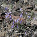 Penstemon laetus Hábito