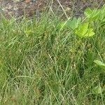 Carex echinata Habit