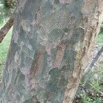 Pinus bungeana Bark