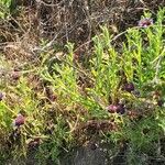 Salvia columbariae Лист