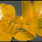 Ranunculus orthorhynchus Flower