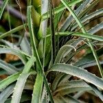 Puya glabrescens Leaf