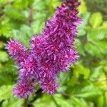 Astilbe japonica Flor