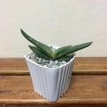 Aloe macrocarpa 叶