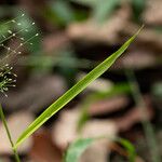 Eragrostis tenella List