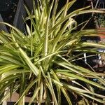 Chlorophytum comosum 整株植物