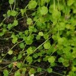 Sibthorpia europaea Leaf