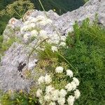 Siler montanum Flower