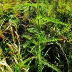 Achillea setacea Levél