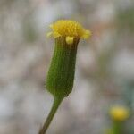 Senecio lividus Flower