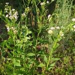 Erigeron philadelphicusKvet