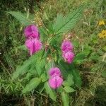 Impatiens balsaminaFleur