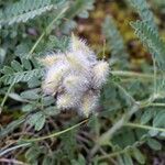 Astragalus echinatus Ffrwyth