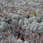 Artemisia pycnocephala 葉