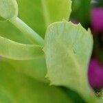 Hylotelephium spectabile Leaf
