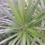 Dracaena reflexaᱥᱟᱠᱟᱢ