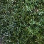 Abelia grandifolia Vekstform