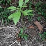 Neurolaena lobata Leaf