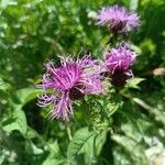 Centaurea phrygia 花