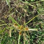 Cyperus longus Цвят