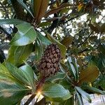 Magnolia grandiflora Frutto