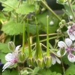 Erodium pelargoniflorum Fruto