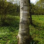 Betula ermanii 樹皮