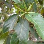 Alibertia edulis Blomma