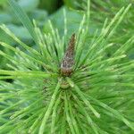 Equisetum telmateia Blüte