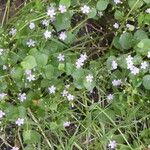 Claytonia sibirica Кора