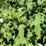 Malva punctata Leaf