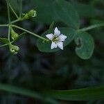 Thesium linophyllon Žiedas