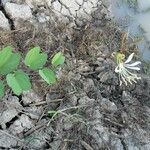 Bauhinia rufa