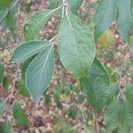 Lonicera maackii Blad