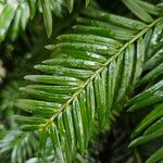 Taxus canadensis 葉