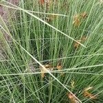 Muhlenbergia capillaris Folla