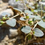 Euphorbia polycarpa