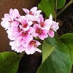 Bergenia crassifoliaBloem