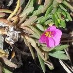 Portulaca pilosa फूल