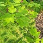 Acer diabolicum Folla