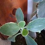 Kalanchoe laxiflora ᱥᱟᱠᱟᱢ