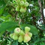 Syzygium aqueum Fruit