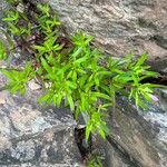 Houstonia longifolia Hoja