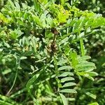 Indigofera arrecta 叶