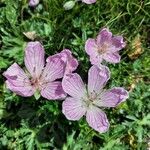 Geranium subargenteum പുഷ്പം