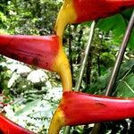 Heliconia sarapiquensis Lubje