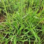 Eustachys paspaloides Feuille
