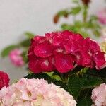 Hydrangea spp. অভ্যাস