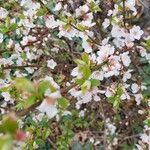 Prunus tomentosa 花