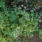 Saxifraga rotundifolia 整株植物